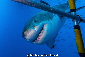 Curious Great White, obviously interested in the cages co... by Wolfgang Zwicknagl 